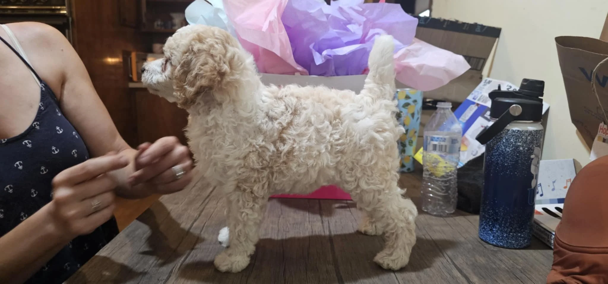 mini poodle from stud pippin