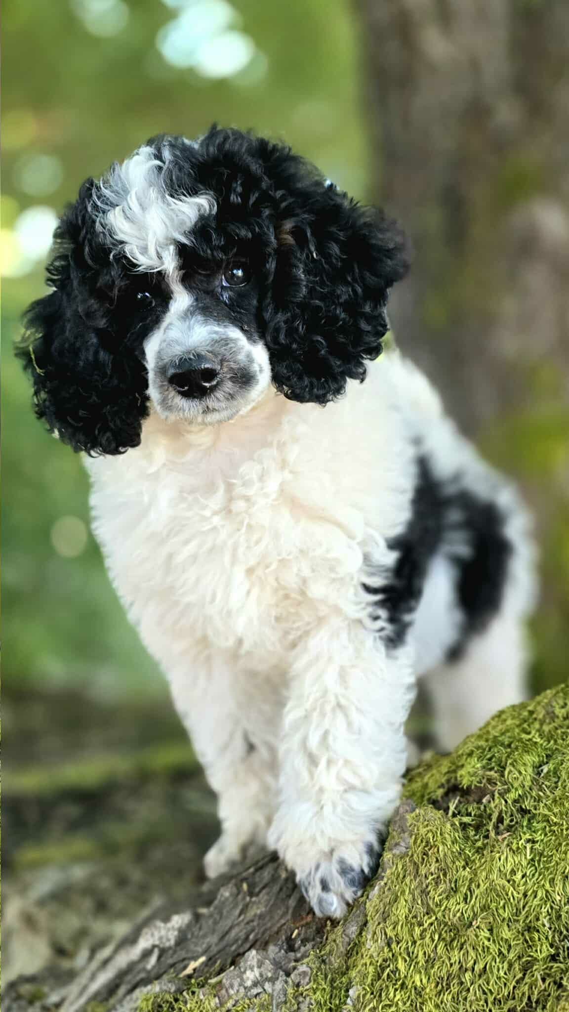 oregon stud pippin mini poodle brindle point tri