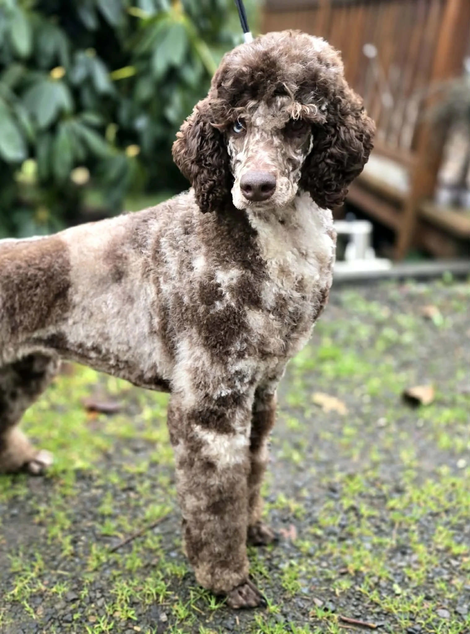 Brown Merle Moyen Poodle at Oregon's Legendary Goldendoodles
