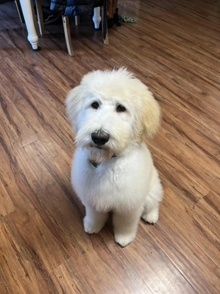 apricot goldendoodle puppy from Dixie litter Oregon