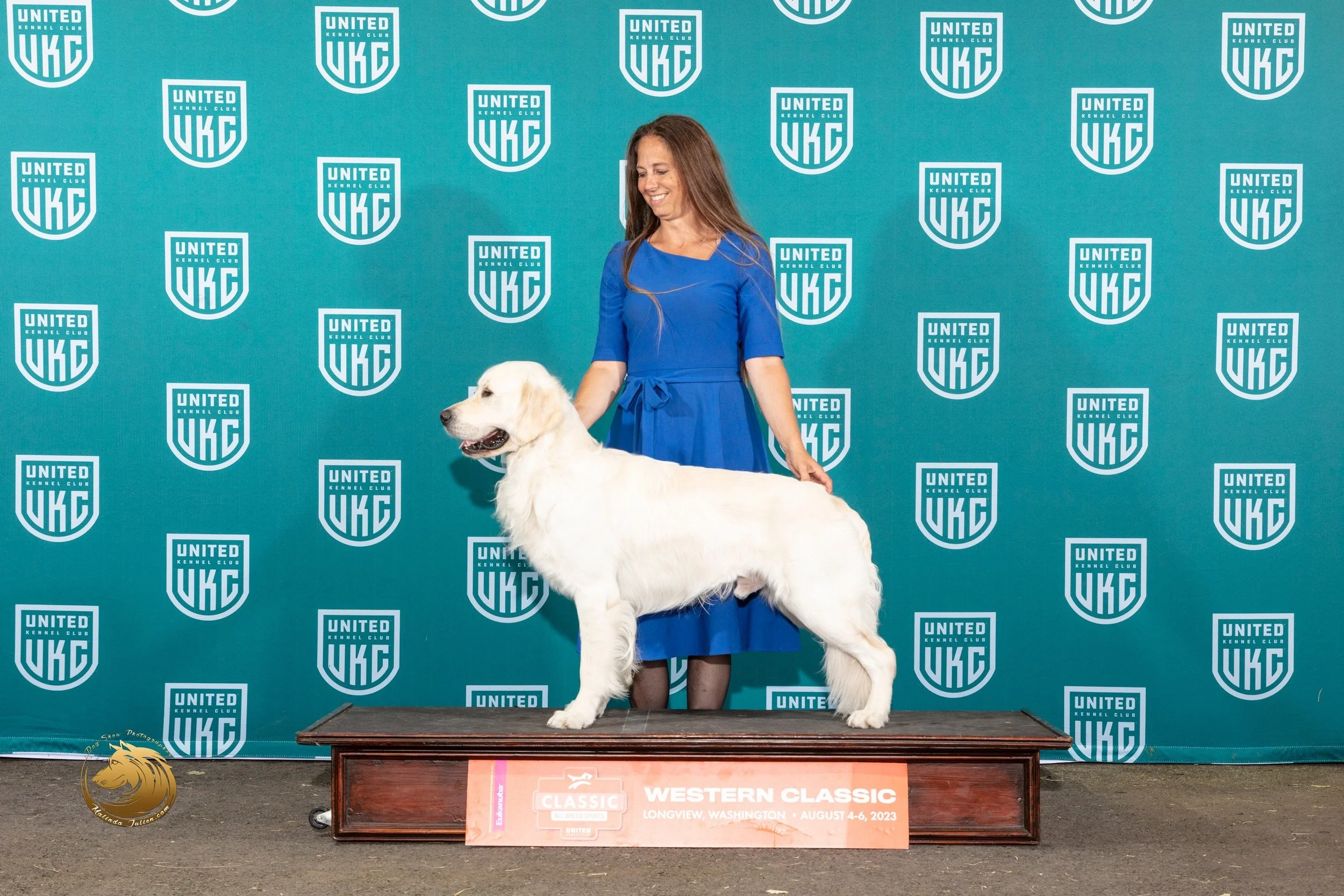 Tesla Fowlers Land stacked Golden Retriever foundation stud imported from Serbia