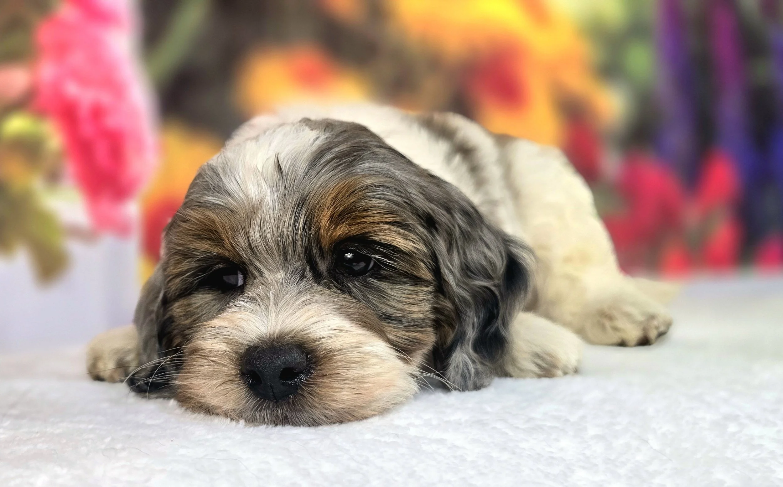Grasshopper, wavy coat petite Goldendoodle puppy and promising service dog prospect