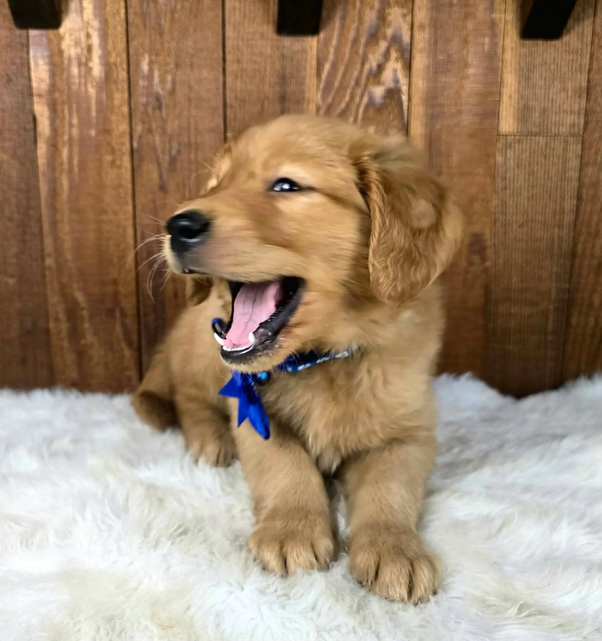 Snarfblatt, an AKC Golden Retriever puppy yawning while relaxing during his puppy photo session.