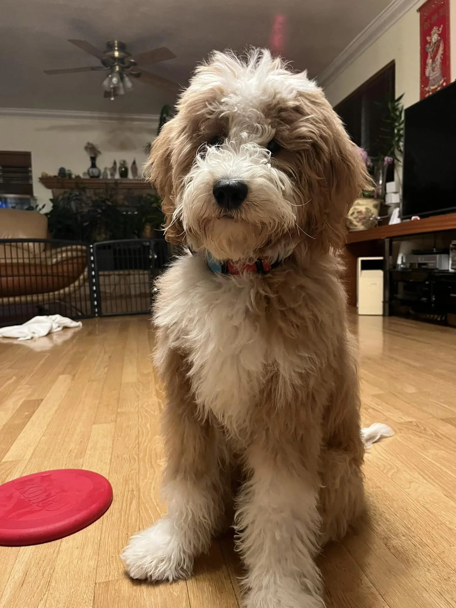 Red tuxedo young goldendoodle from Dixie litter family companion