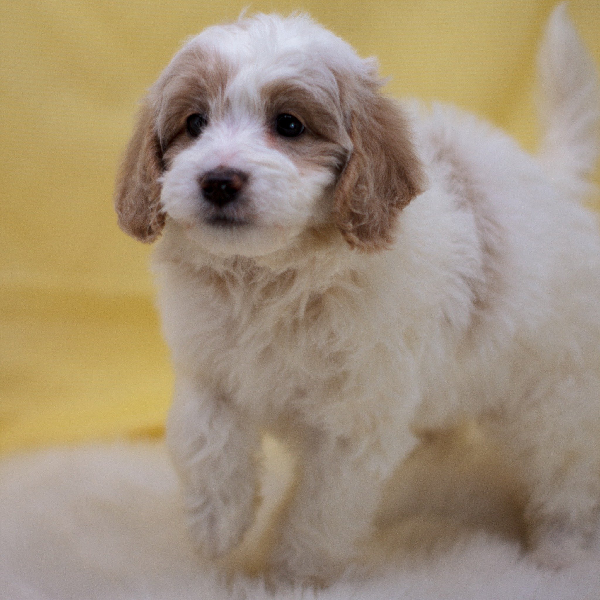 A fluffy goldendoodle with cream and light golden fur standing on a soft surface with a yellow background.