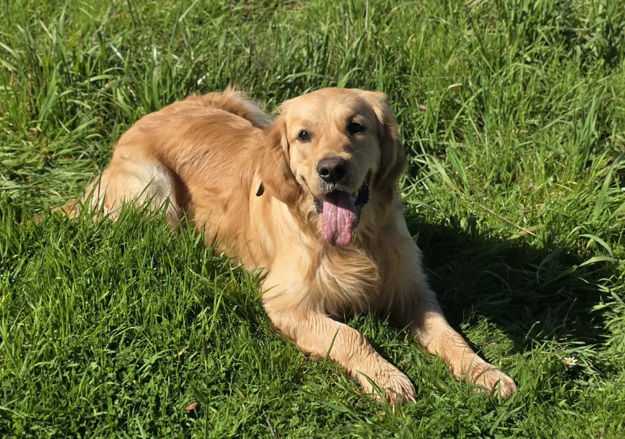 Boone AKC Golden Retriever stud in Oregon with Champion lines low shedding genetics and excellent temperament