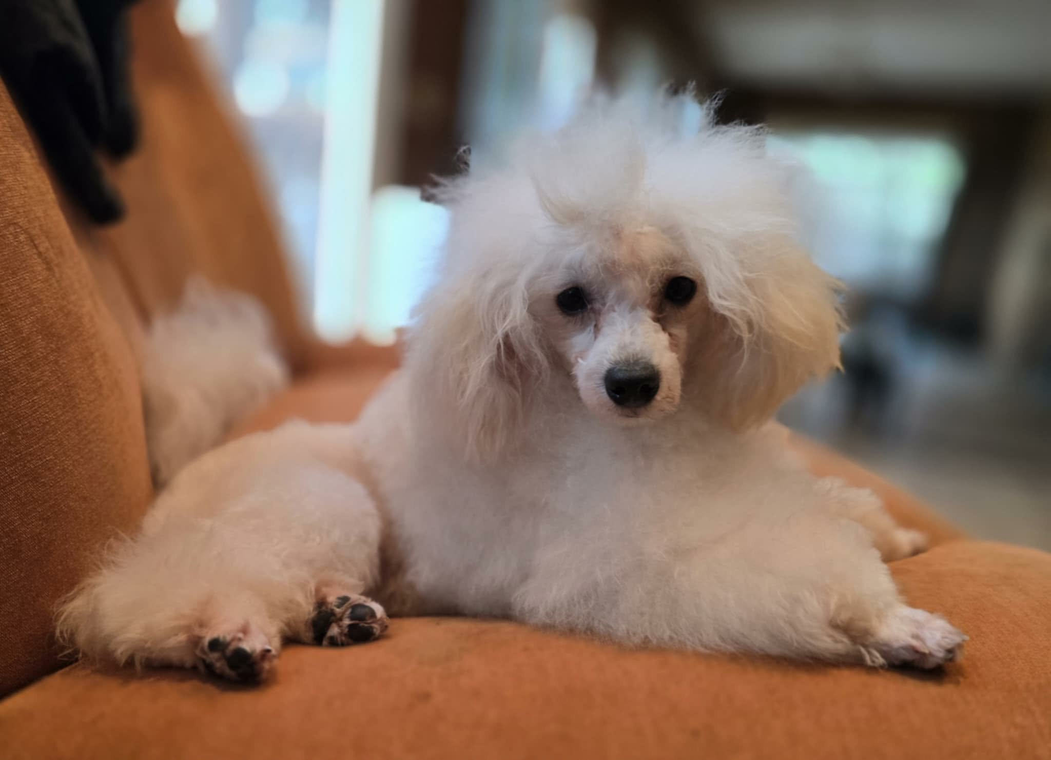 Pop, 6-pound cream parti Toy Poodle stud with soft fleece coat and affectionate temperament in Oregon