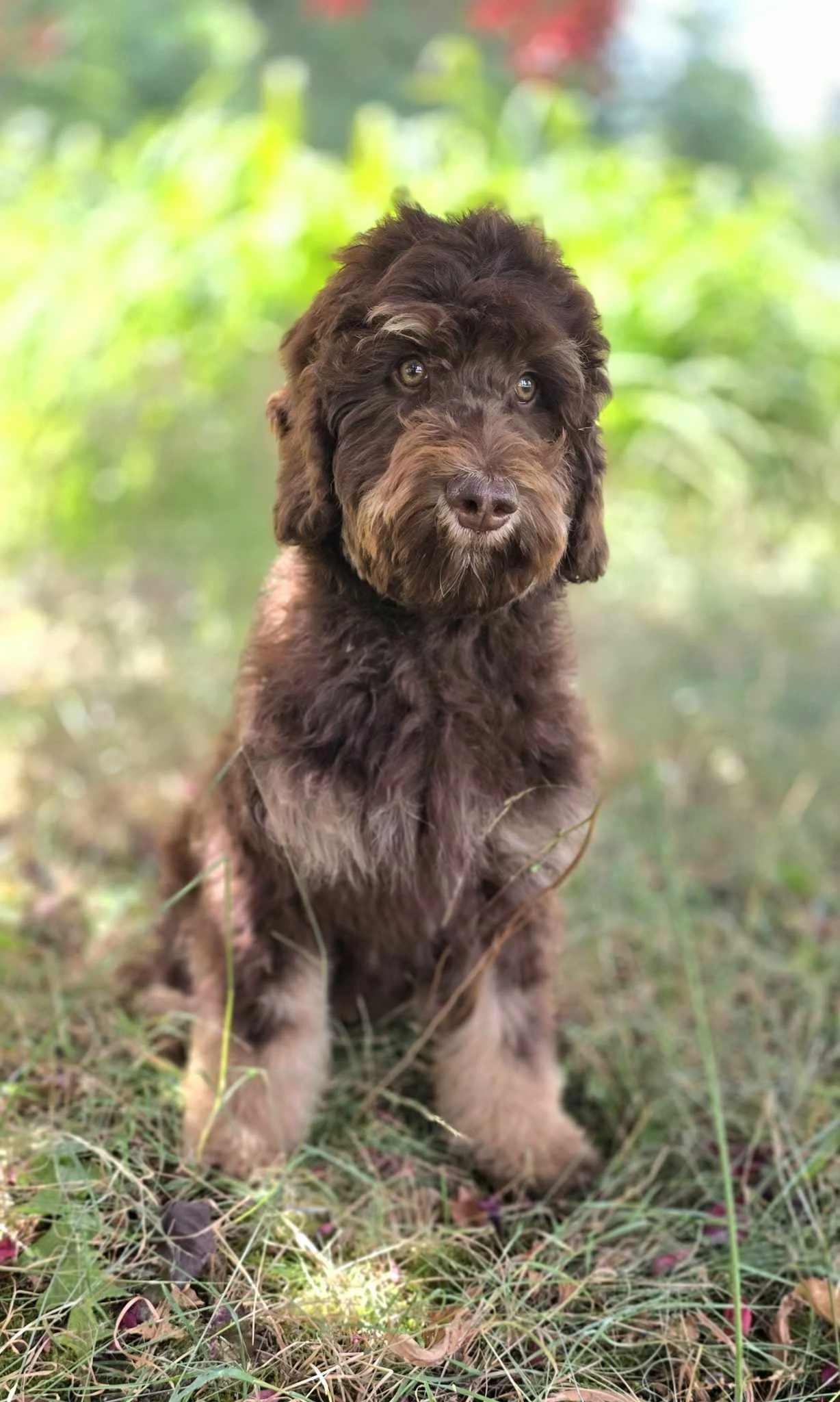 Chocolate Phantom Goldendoodle