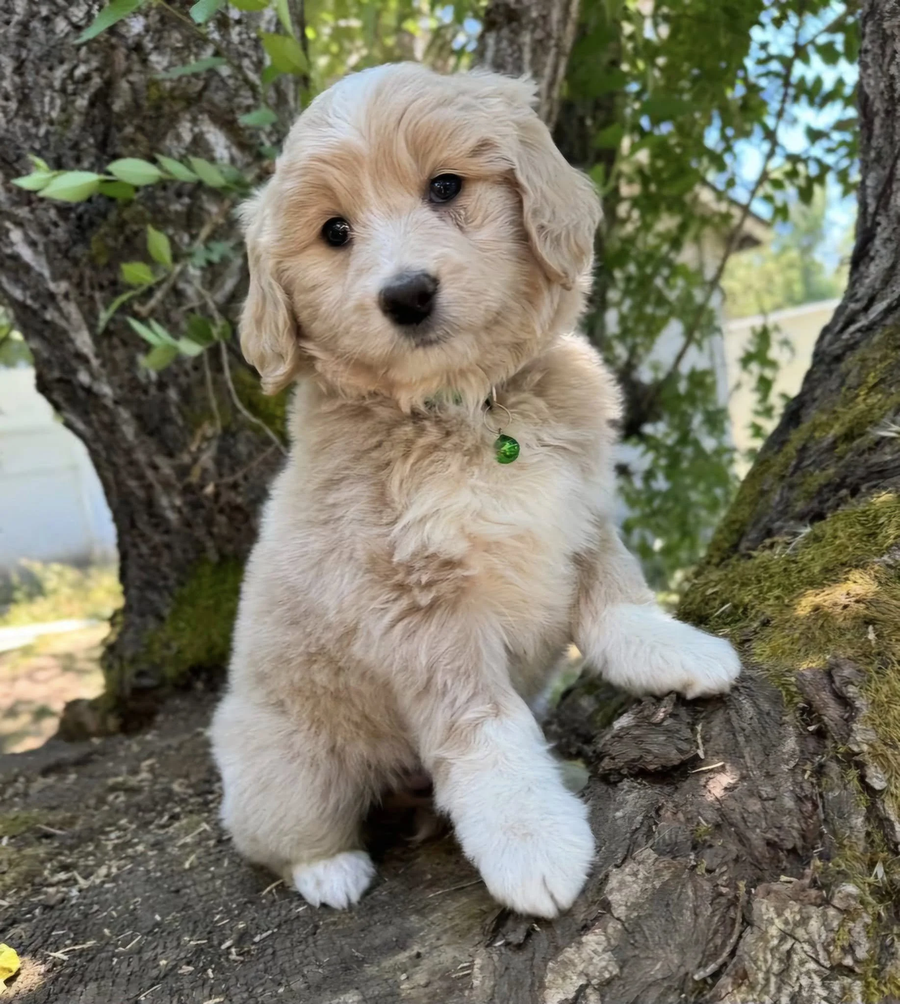 A cute abstract goldend goldendoodle puppy with a green collar pendant outdoors among trees.