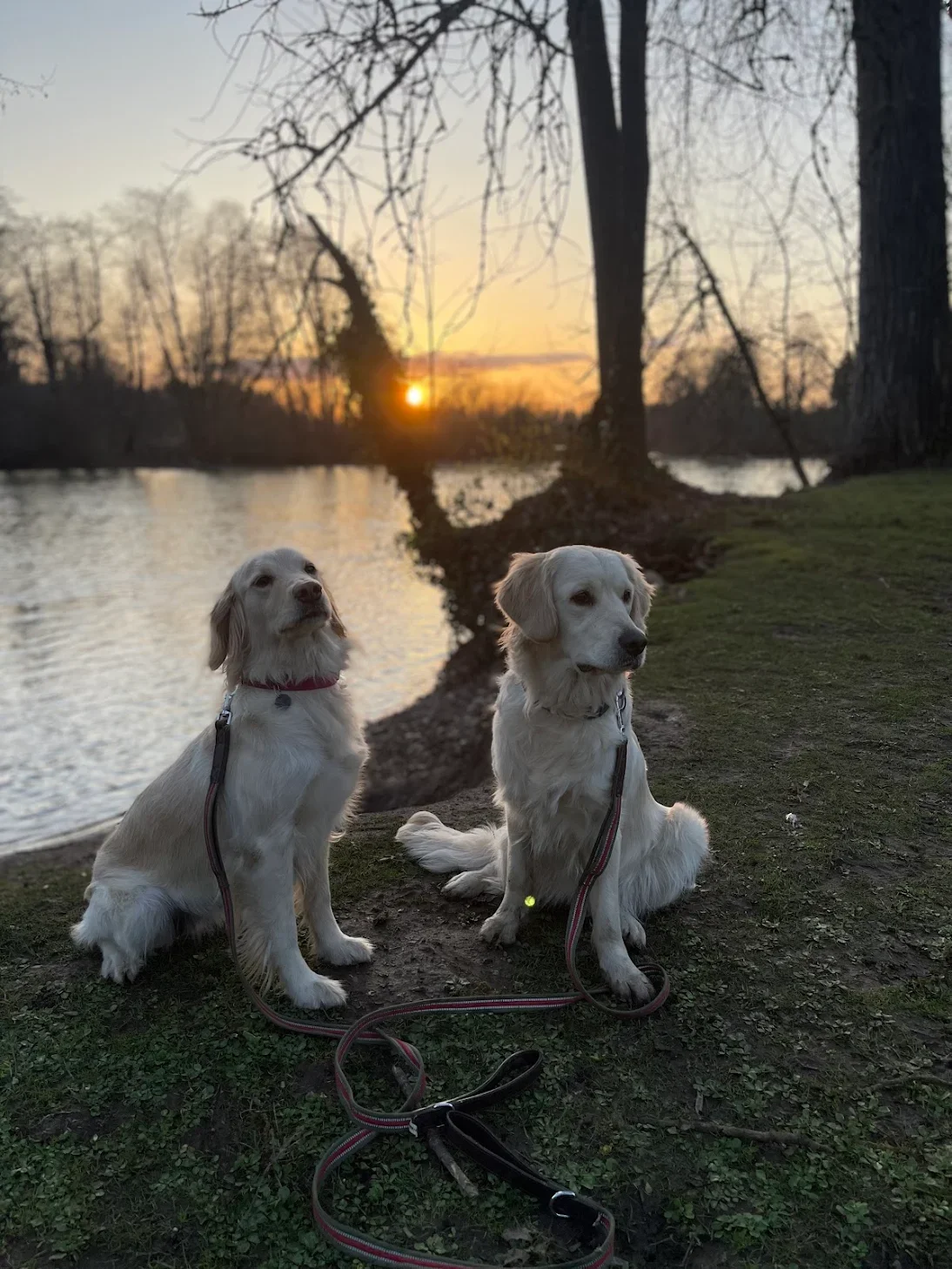 Red Goldendoodle puppy sitting outdoors on grass in Oregon