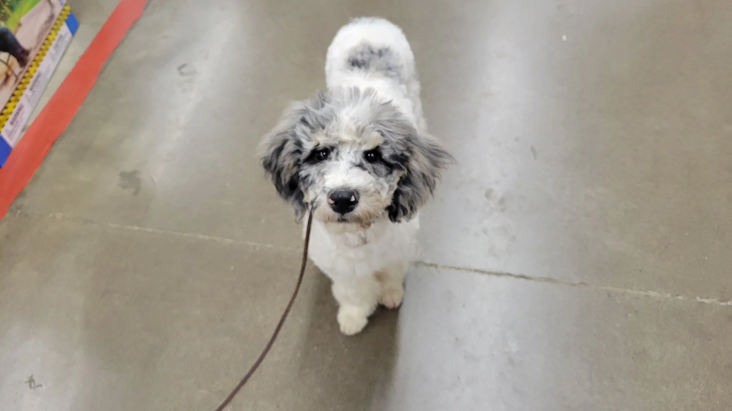 Phantom Merle Goldendoodle