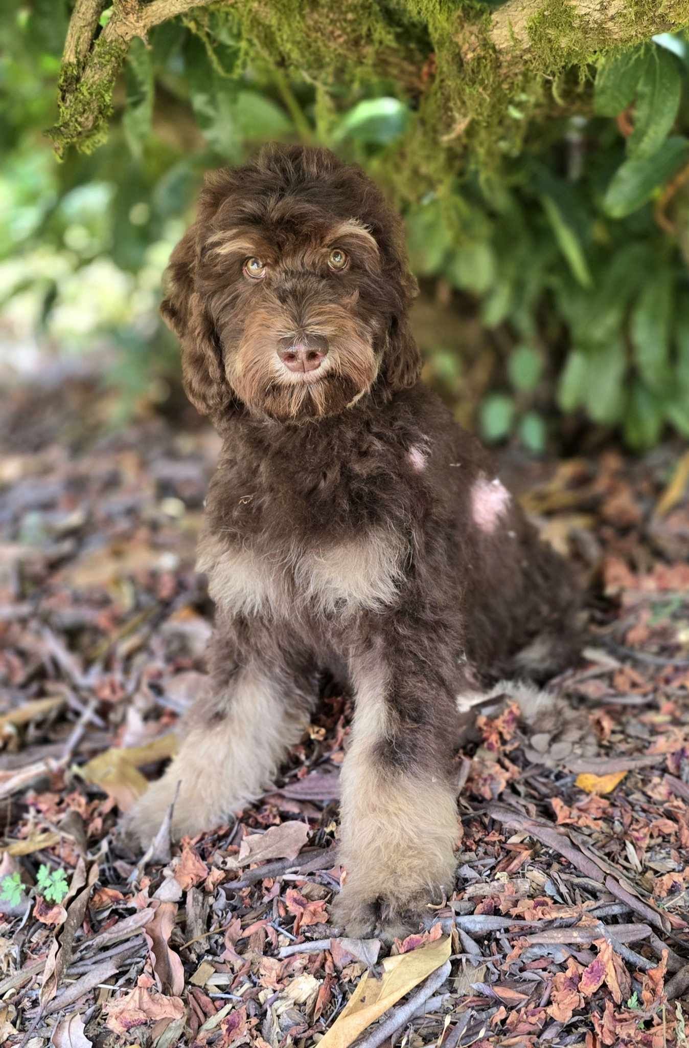 A cute brown phantom goldendoodle fluffy puppy sitting on leaf-covered ground with green foliage in the background.