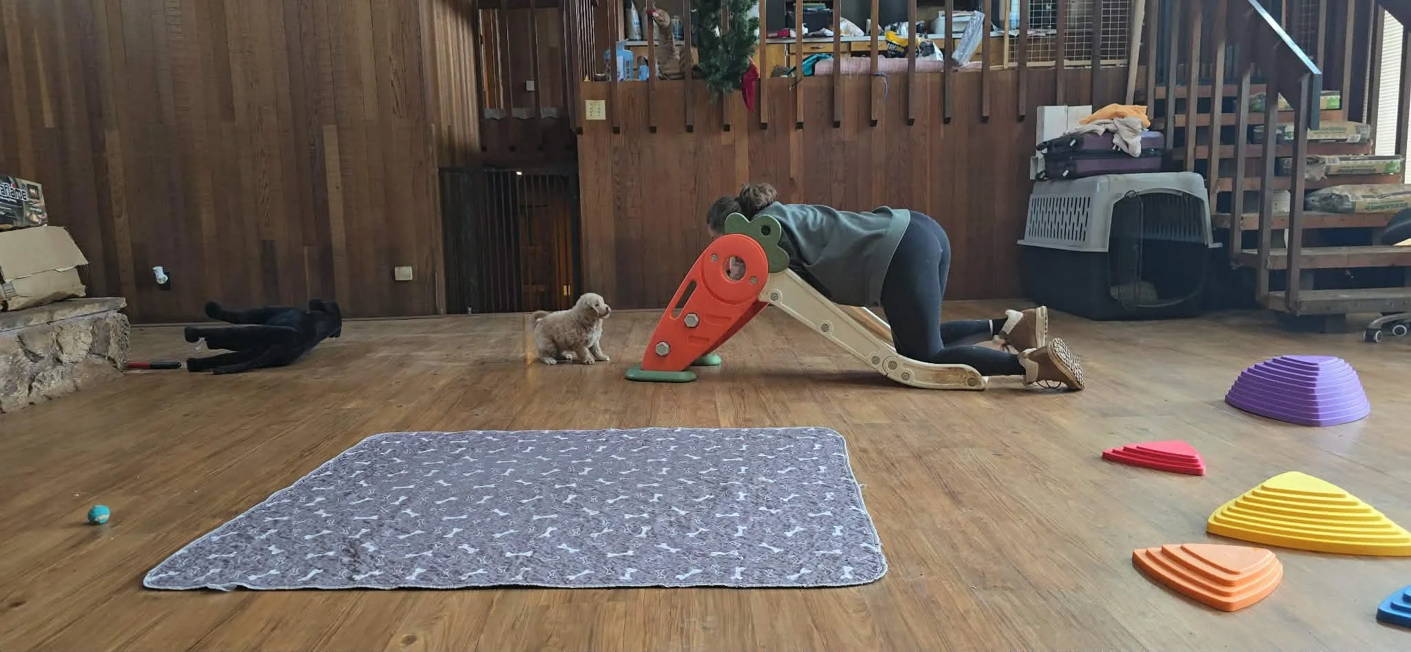 Goldendoodle puppy responding to handler during temperament testing for focus and engagement