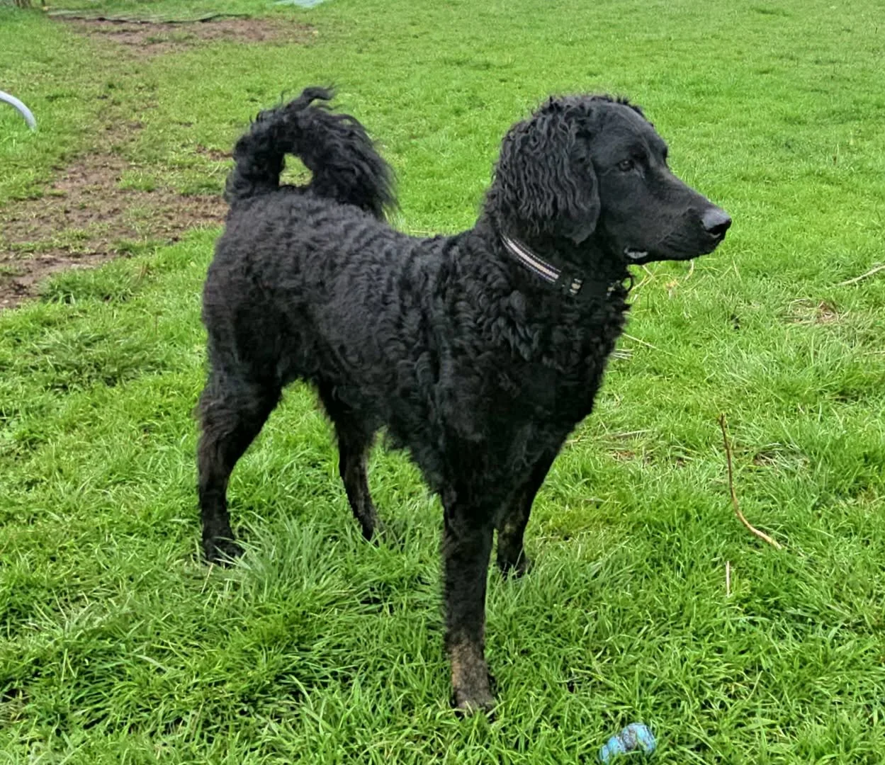 adult unfurnished Goldendoodle with flat coat and Golden Retriever-like appearance