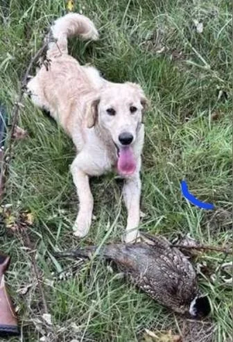 standard Goldendoodle puppy with flat coat and natural Golden-like appearance
