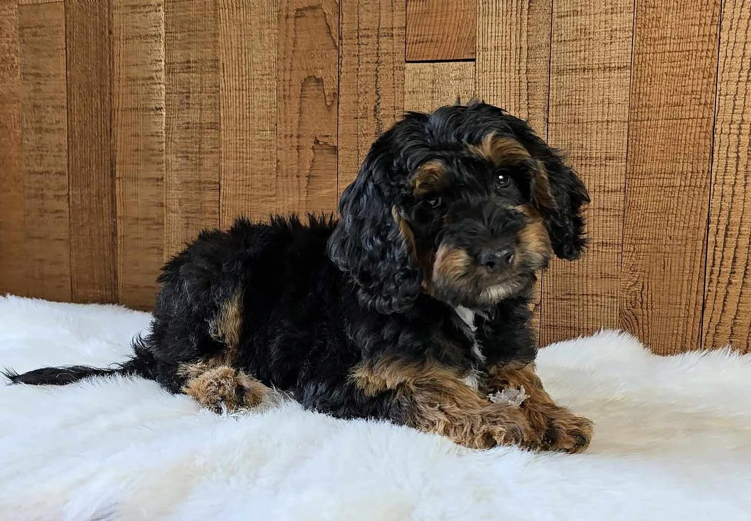 Intense Phantom Goldendoodle Puppy