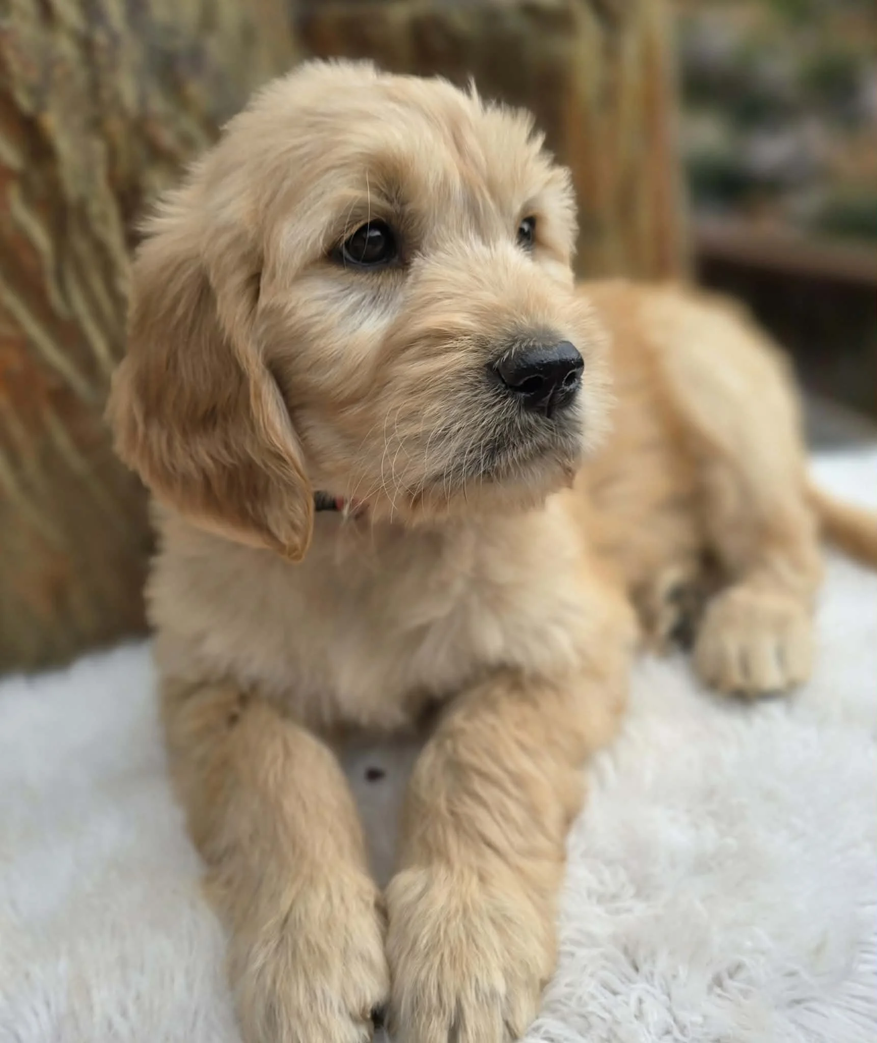 ultra Goldendoodle puppy available
