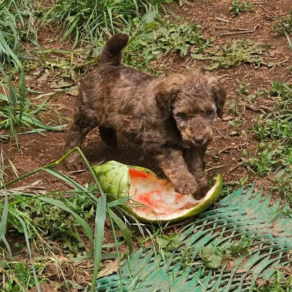 A cute brown merle goldendoodle puppy with curly fur playing with a watermelon slice outdoors surrounded by grass and plants.