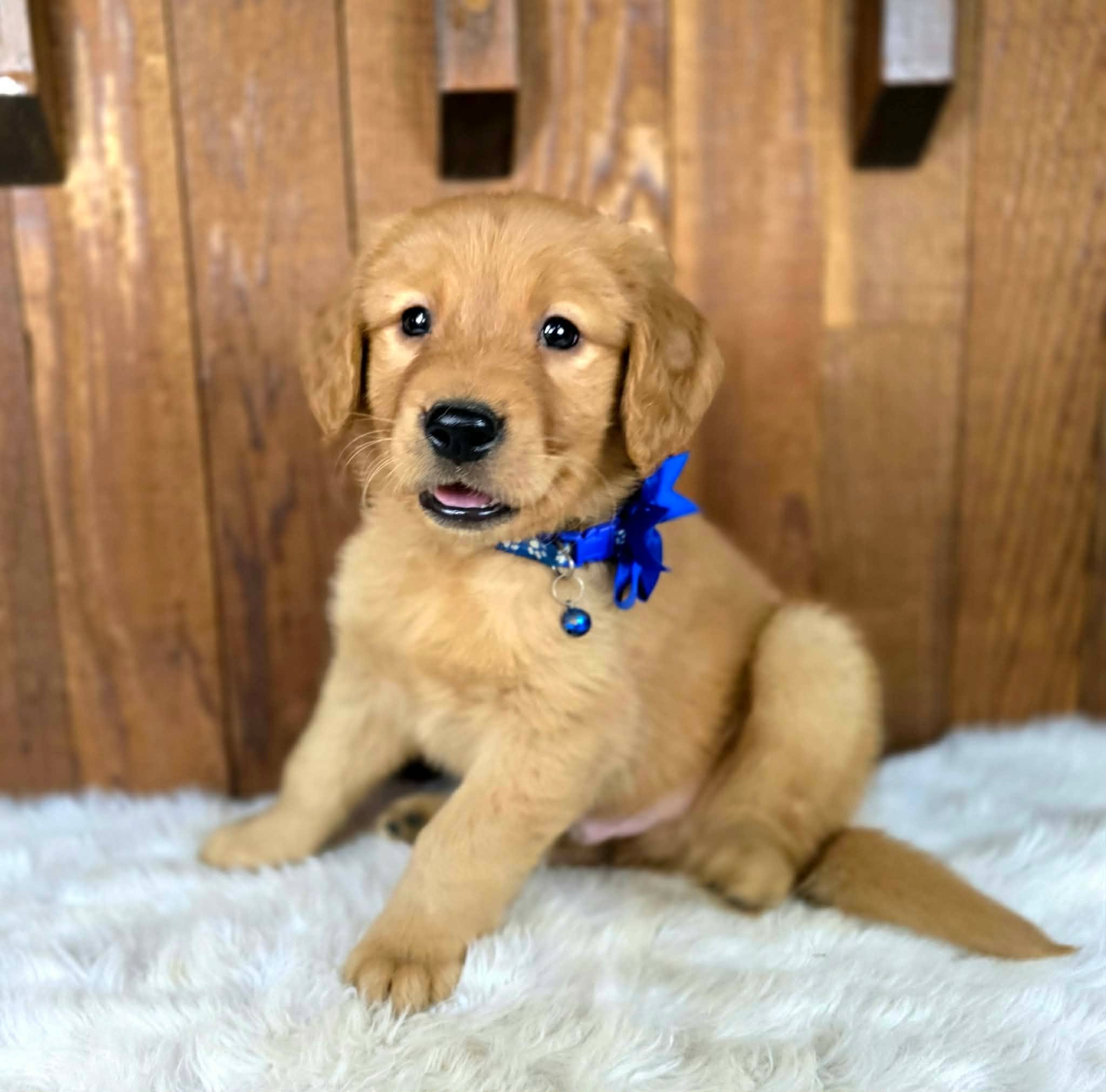 Snarfblatt sitting proudly during his AKC Golden Retriever puppy photo session, wearing a blue ribbon.