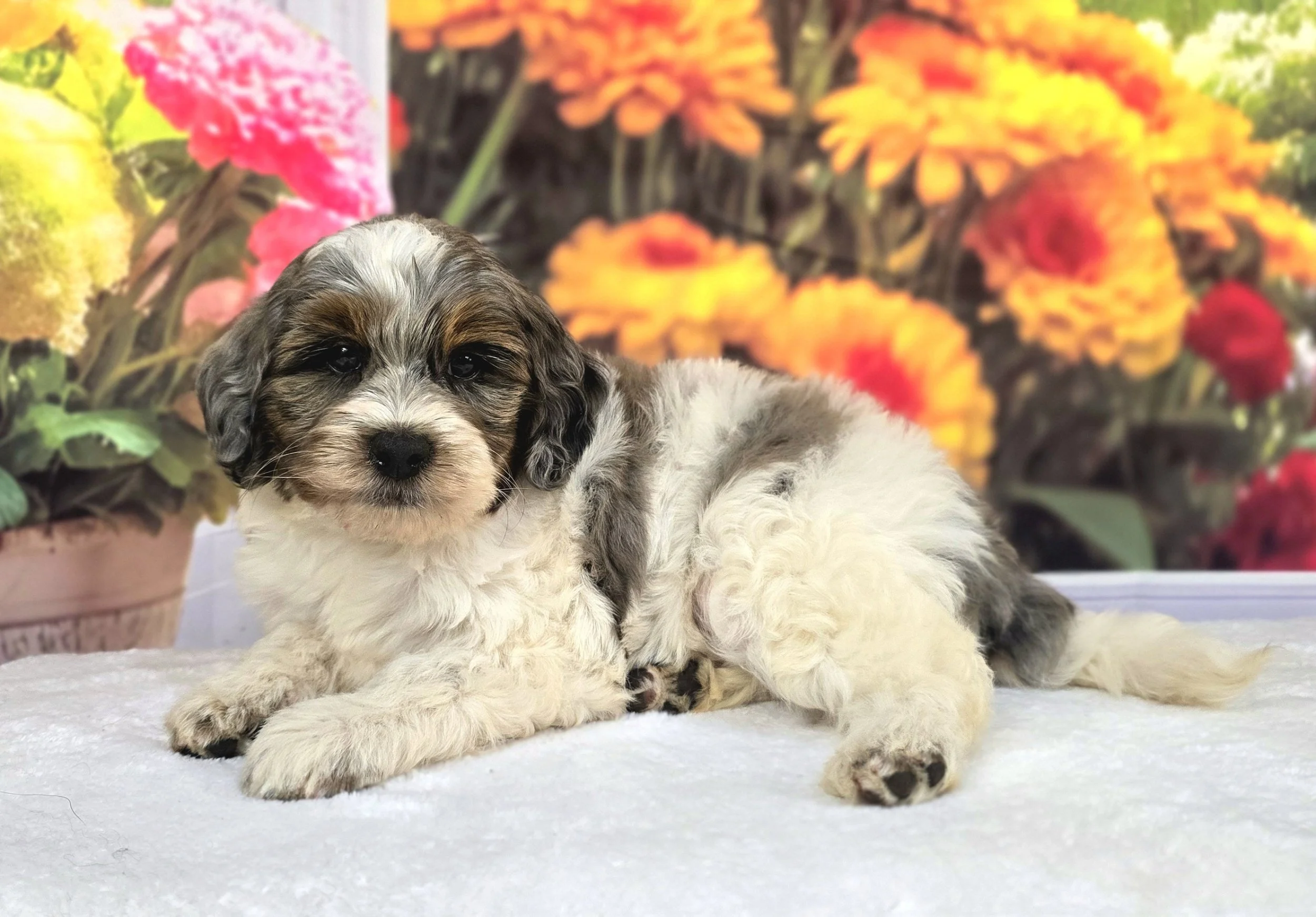 Grasshopper, people-focused petite Goldendoodle puppy from Honey and Pippin