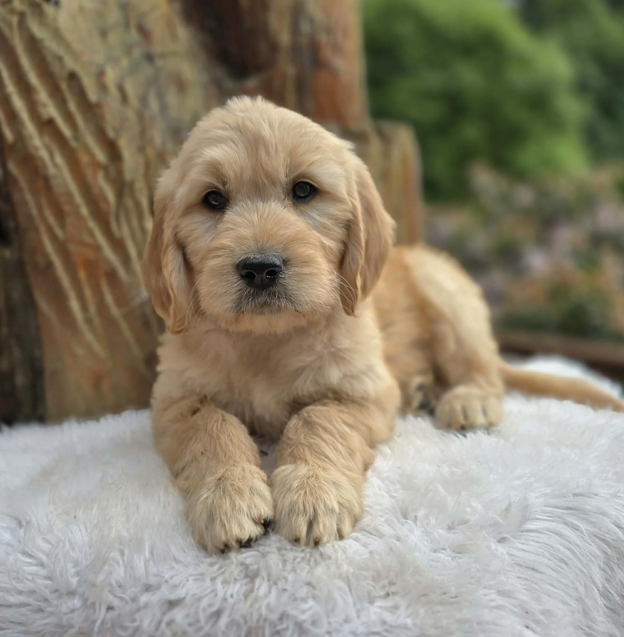 Ultra goldendoodle puppy in Oregon