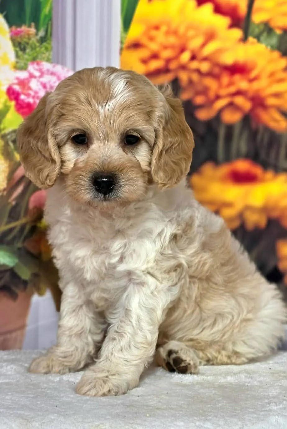 Apricot Parti Petite Goldendoodle puppy available in Oregon