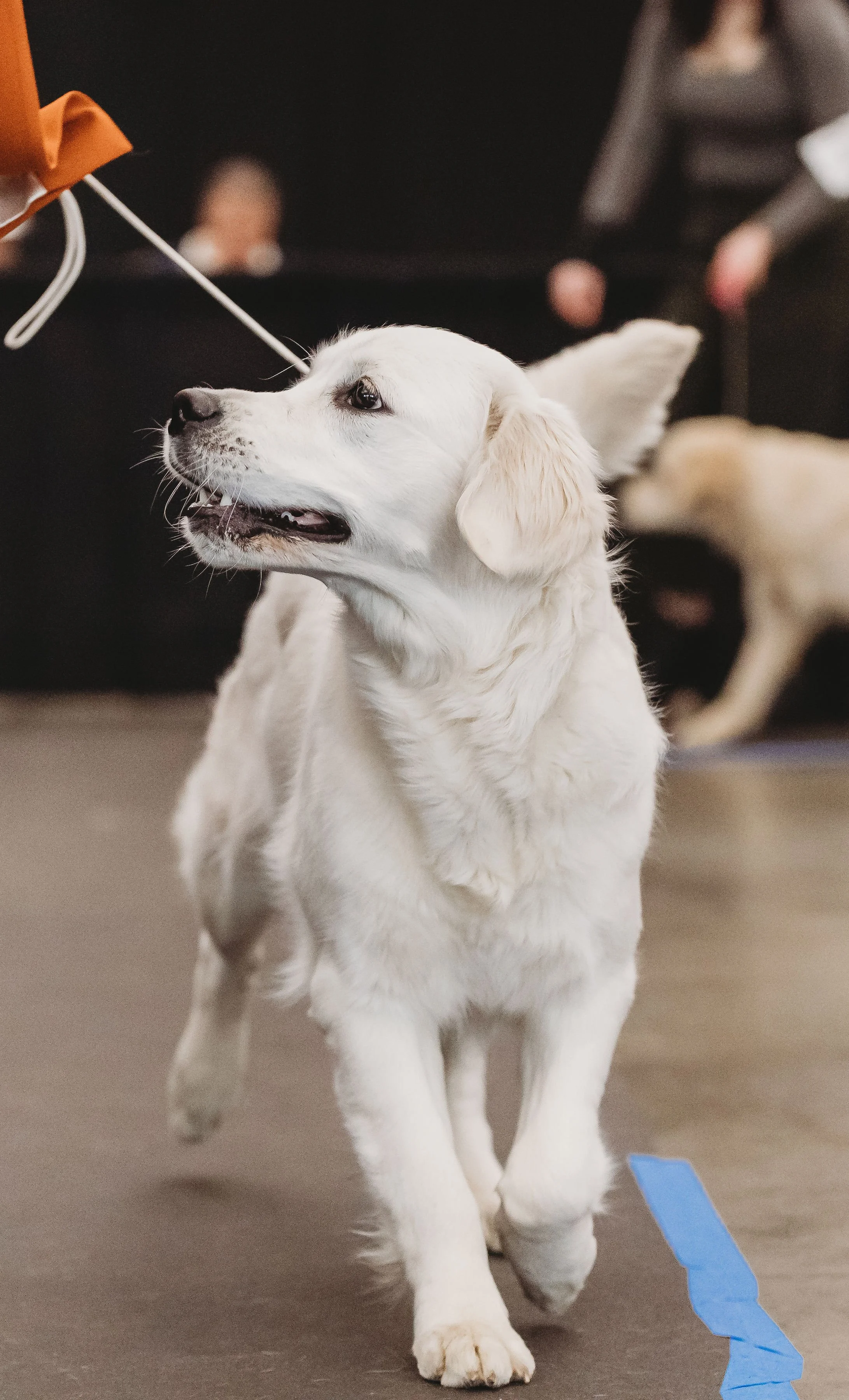 Golden Retriever Willow front-facing portrait showing expression
