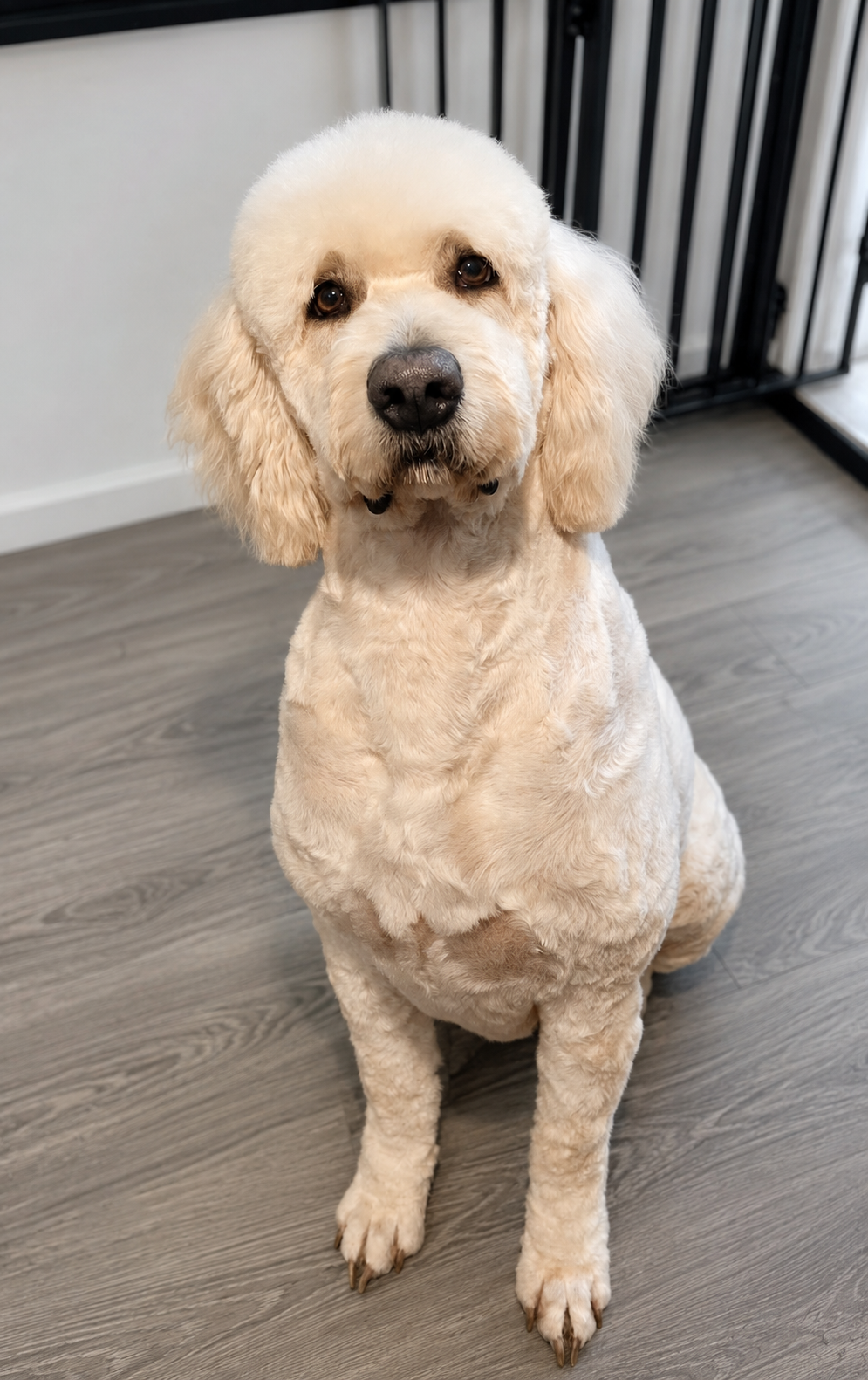 Same Goldendoodle in a shorter sporting trim showing how grooming can create a cleaner, more athletic appearance.