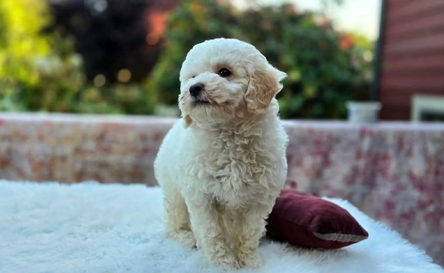 Justice, a cream petite Goldendoodle puppy from Oregon's Legendary Goldendoodles, sitting and looking at the camera. Justice has a calm, affectionate temperament with outstanding human focus and a soft, low-shedding wavy coat.