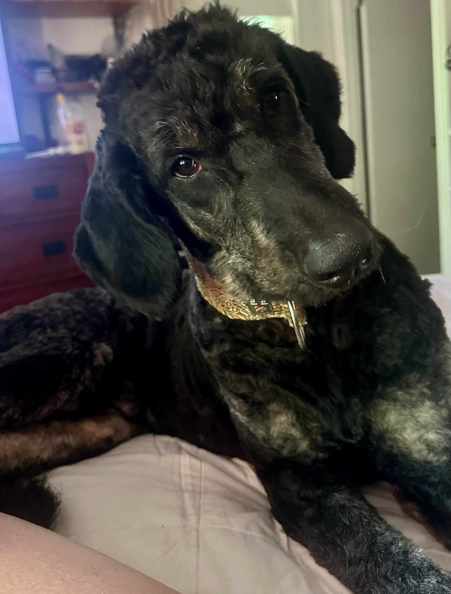 Brindle Pointed Phantom Goldendoodle