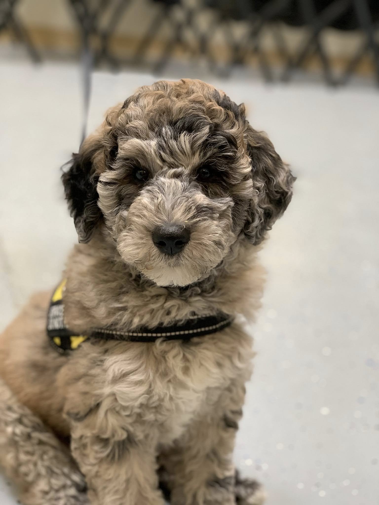 Service prospect donated to Prison Pet Partnership