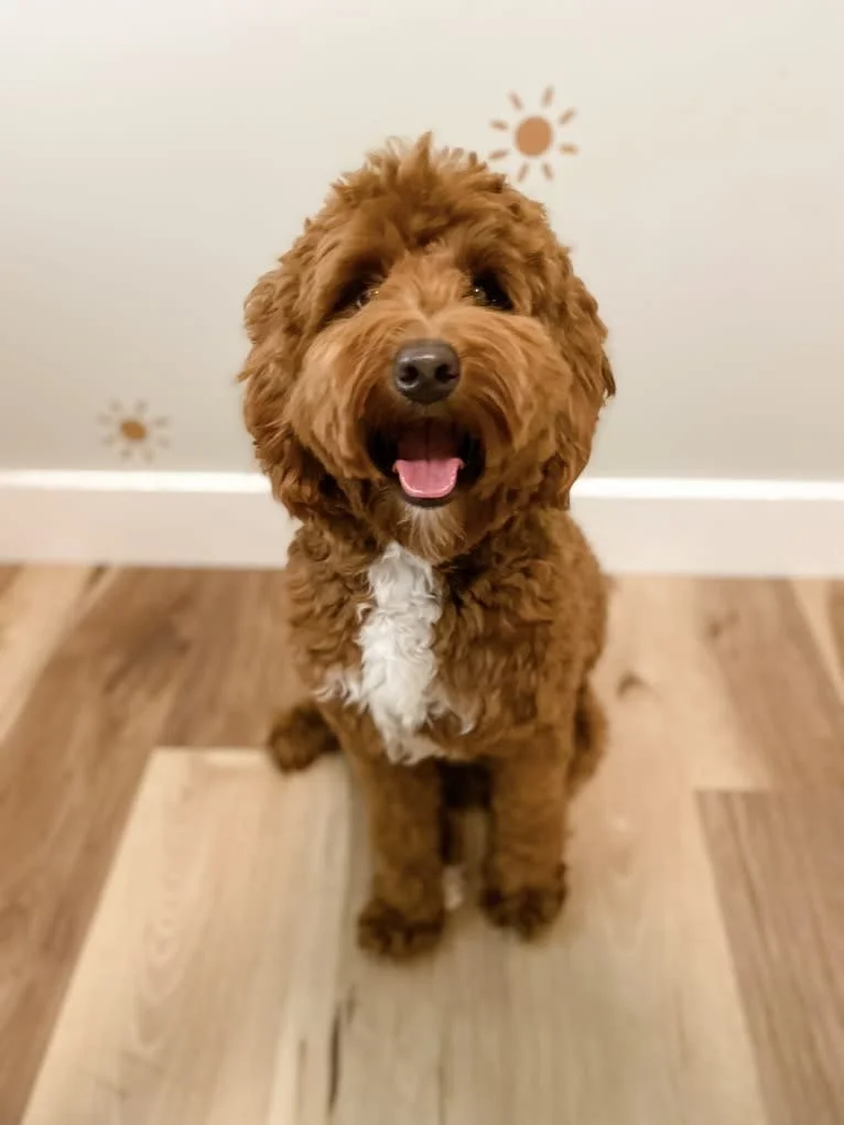 A happy red abstract goldendoodle curly-haired dog sitting on a wooden floor in front of a wall with small sun drawings.