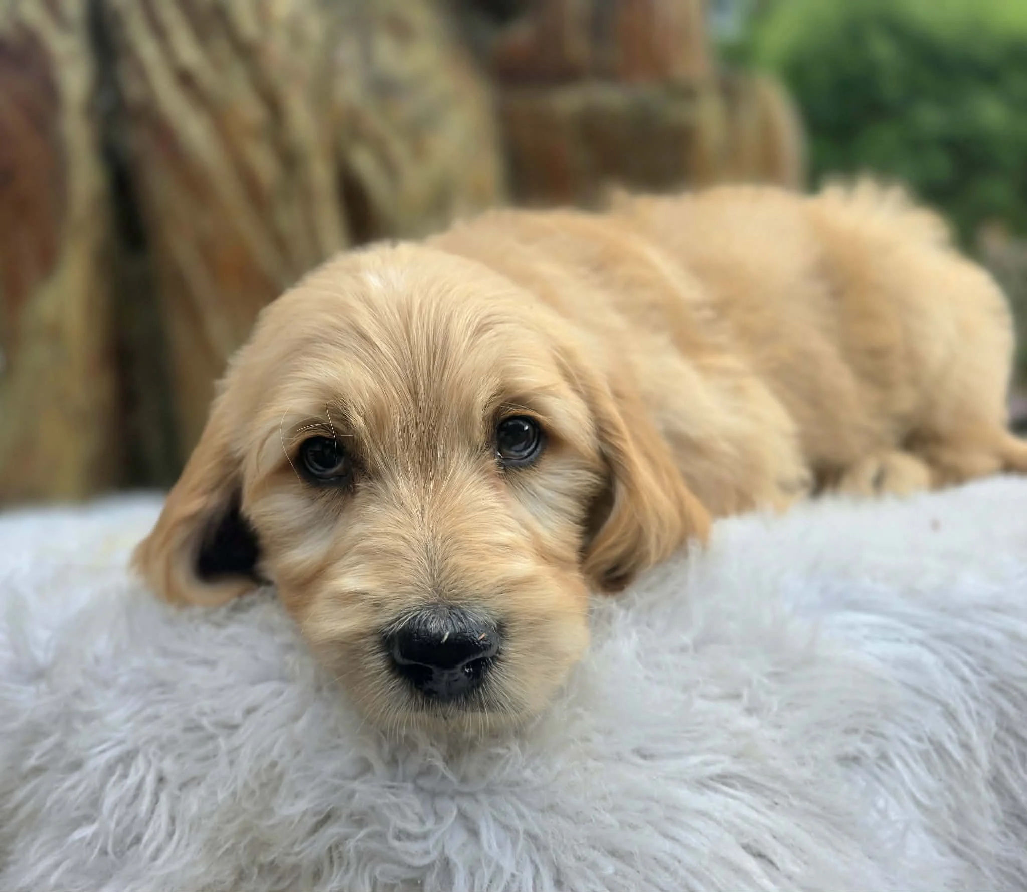 Oregon bred Ultra Goldendoodle
