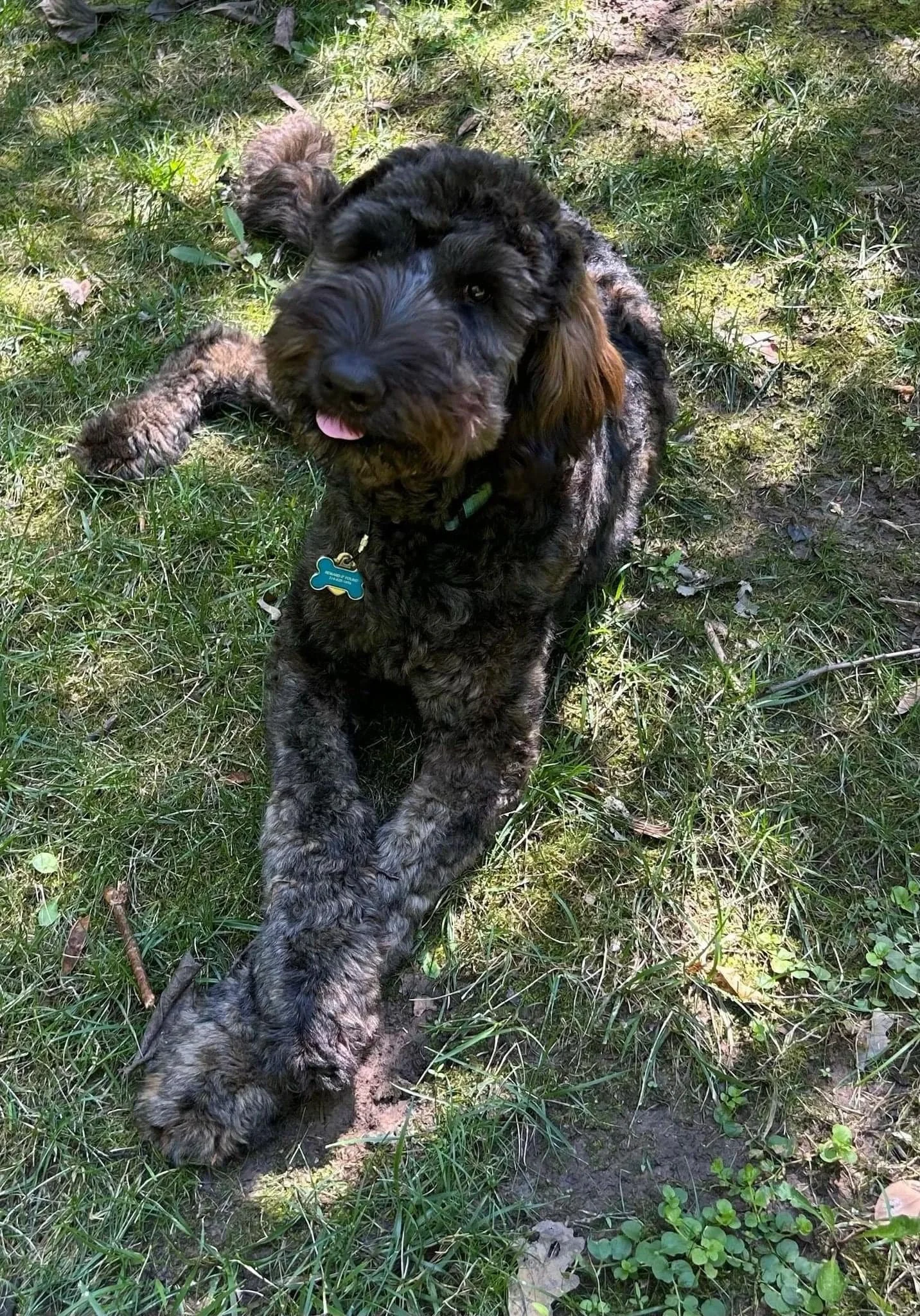 A playful black goldendoodle  curly-haired puppy lying on the grass outdoors.