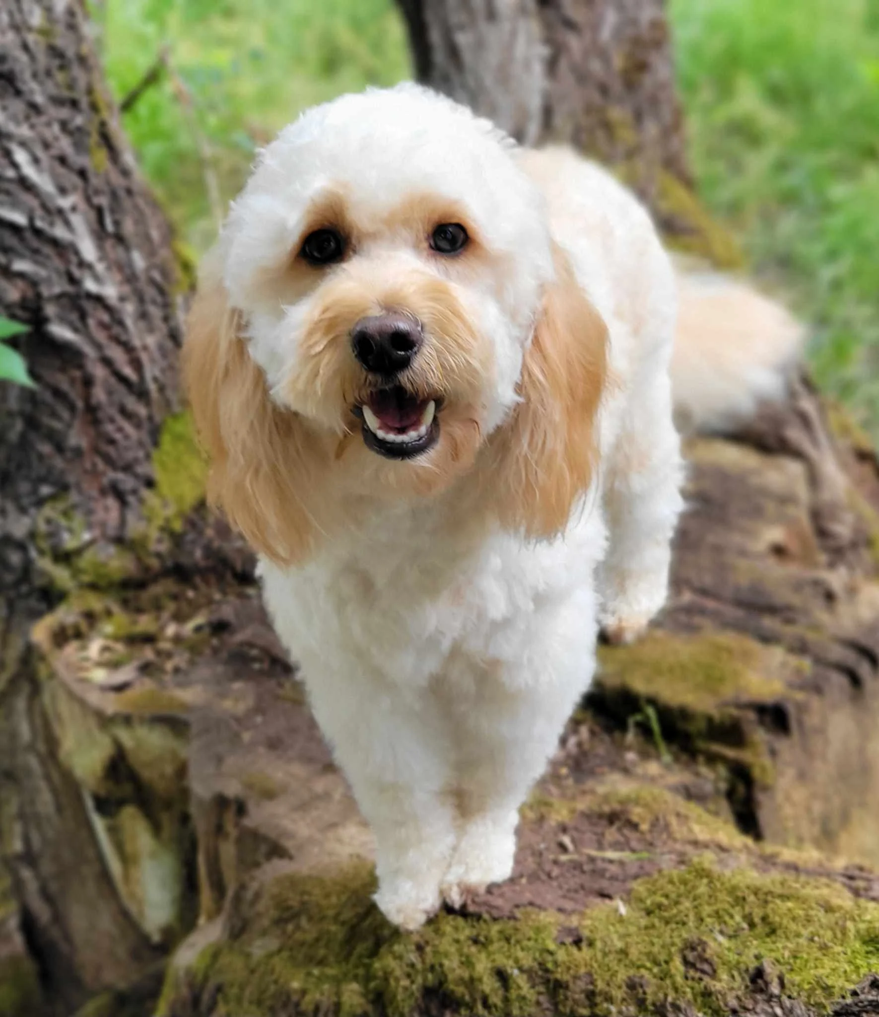 Apricot Goldendoodle - Hidden Phantom Merle