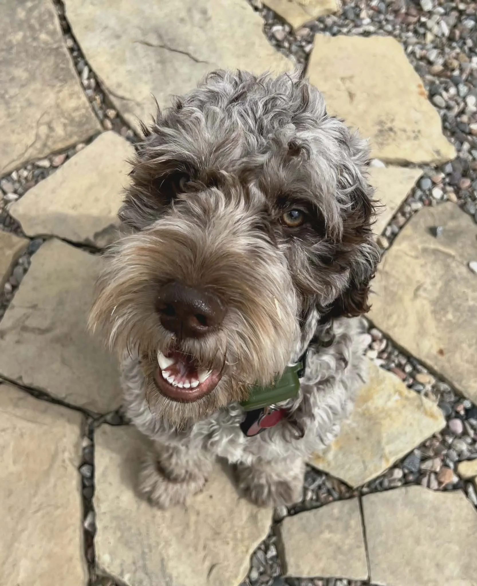 goldendoodle breeder in oregon