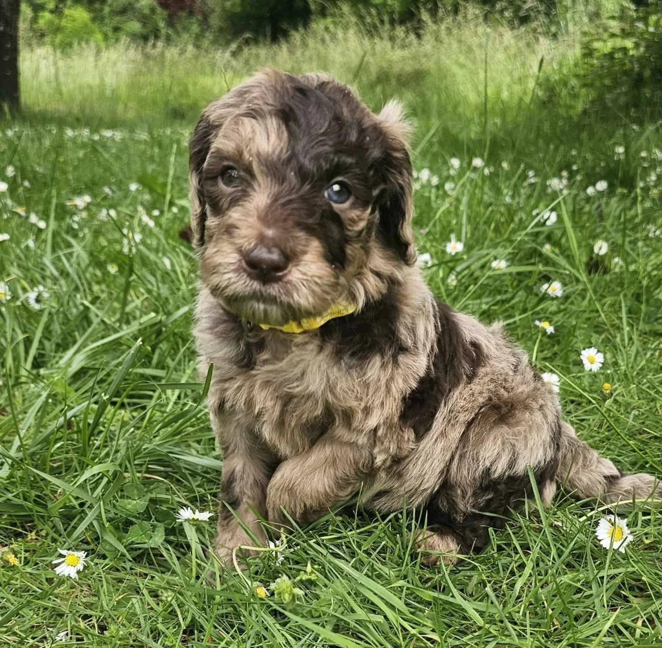 A cute brown merle goldendoodle  puppy with blue eyes sitting in a grassy field with small white flowers.