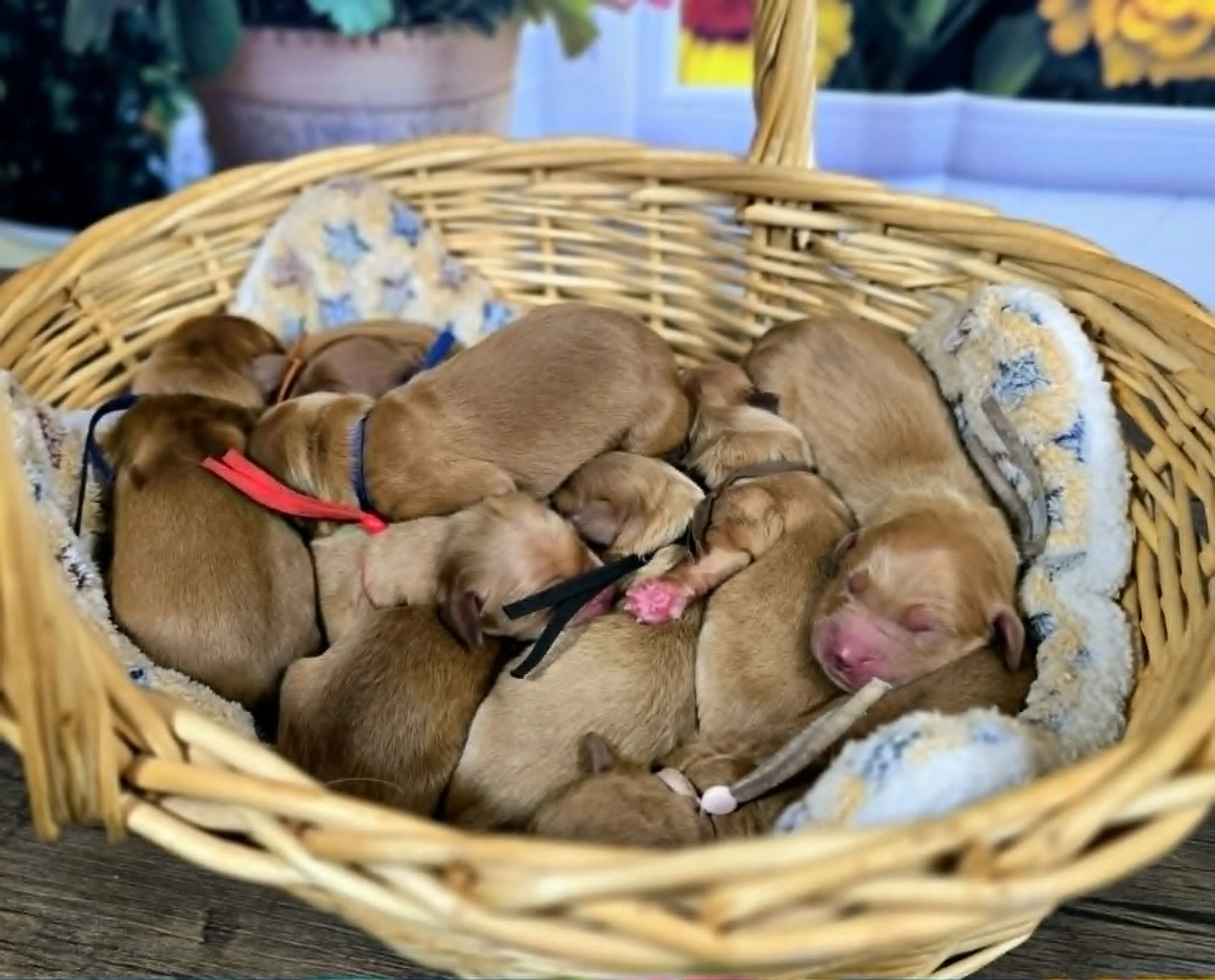 AKC Golden Retrievers Puppies (Velma & Ransom) Going home July 26th