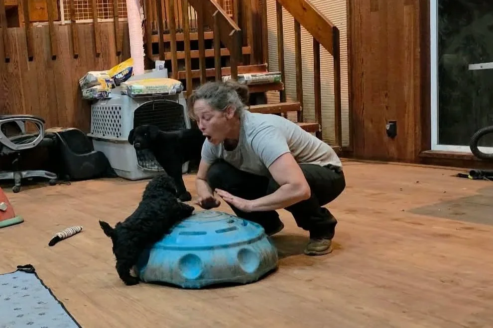 A woman squatting beside a black goldendoodle puppy, both on top of a blue balance disc in a wooden-floored room.