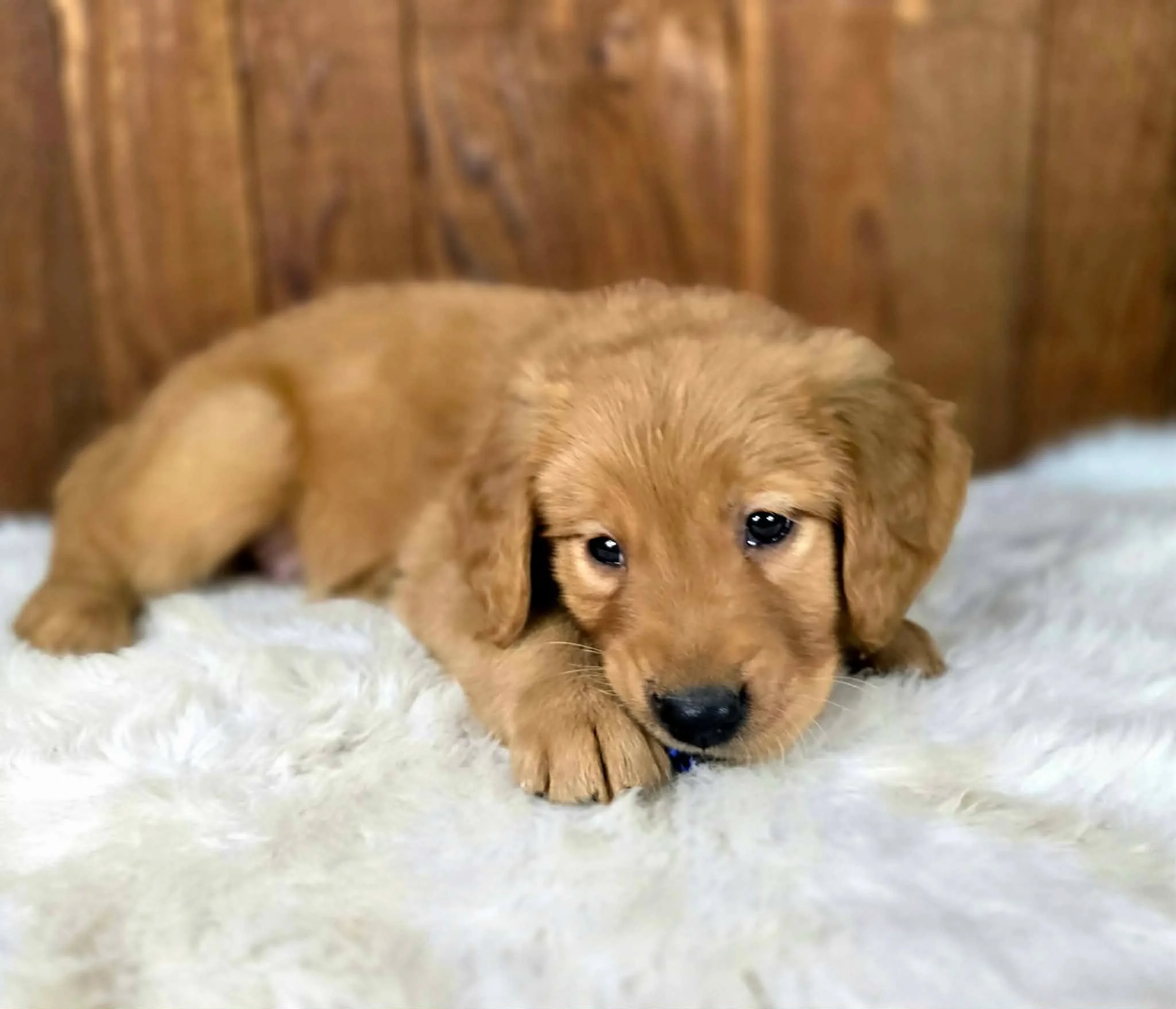 Snarfblatt resting after playtime, showcasing the calm and affectionate temperament of this AKC Golden Retriever puppy.