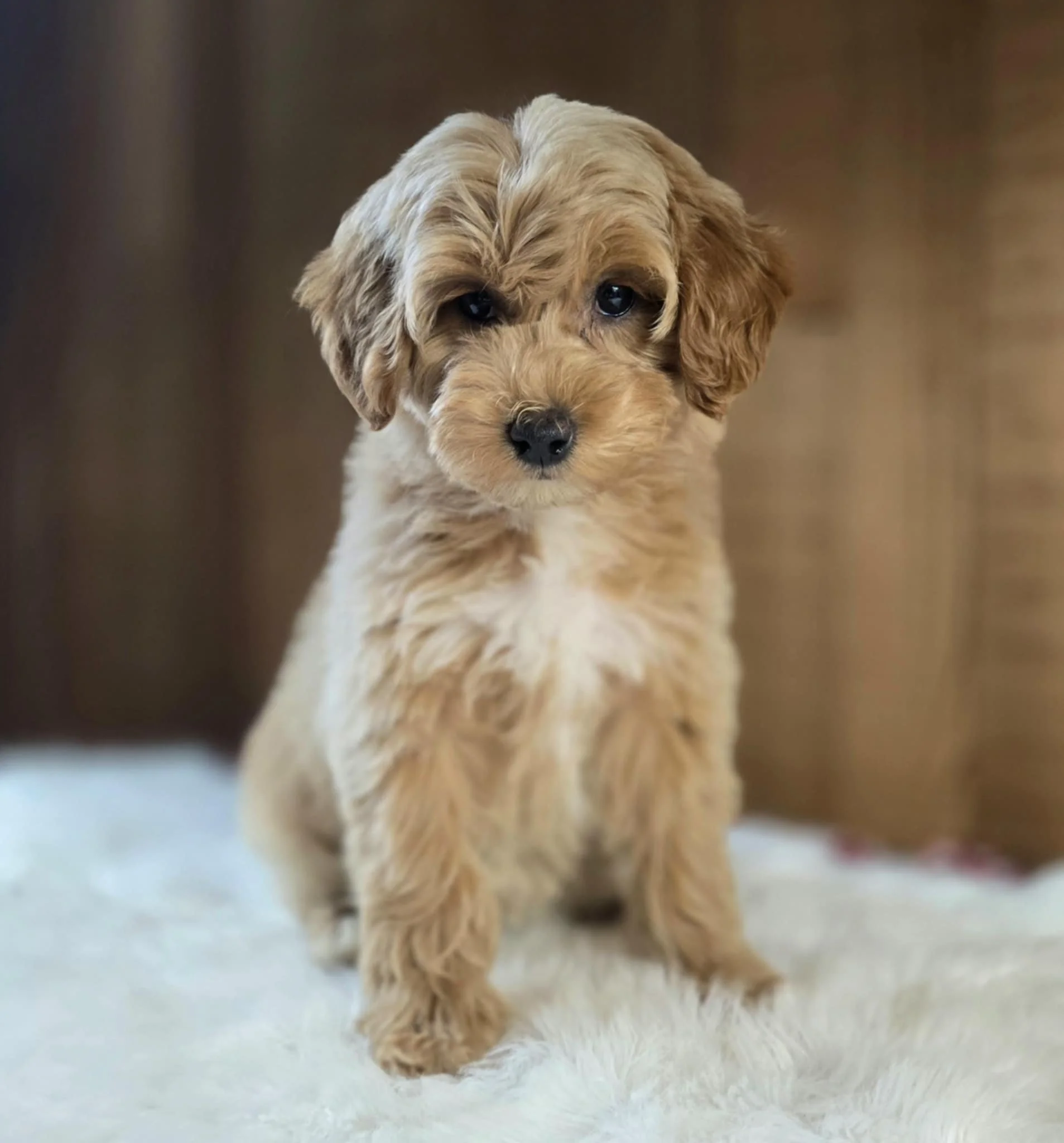 Adorable abstract golden goldendoodle puppy with floppy ears and dark eyes sitting on a white fluffy surface with a blurred wooden background.