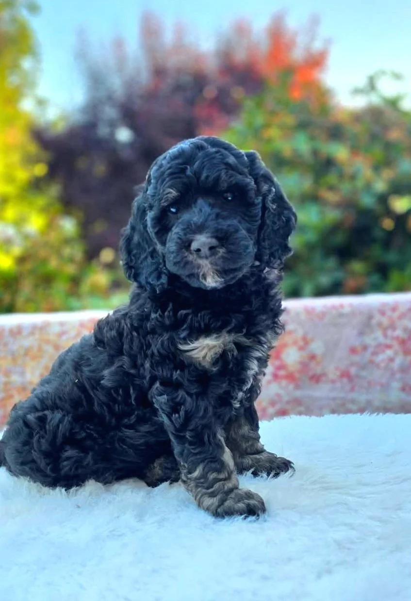 Justice, an affectionate cream phantom petite Goldendoodle puppy from Oregon's Legendary Goldendoodles. Justice is known for his calm personality, outstanding human focus, and deep love of people, making him an exceptional family companion.