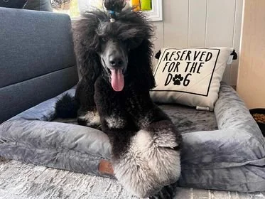 Silver pointed Standard Phantom Poodle Stud
