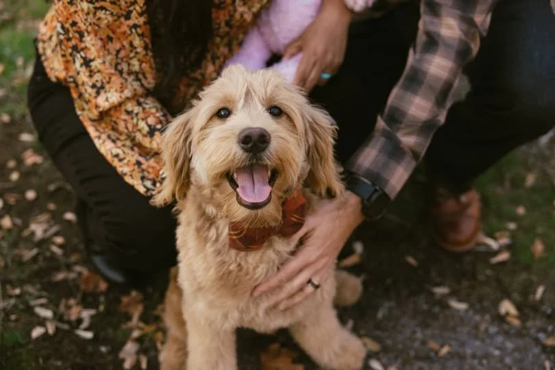 Happy goldendoodle puppy wearing a red bowtie, with people petting it outdoors.