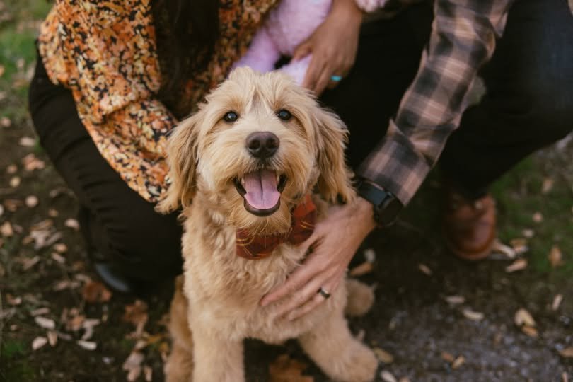 Oregon Mini Goldendoodle