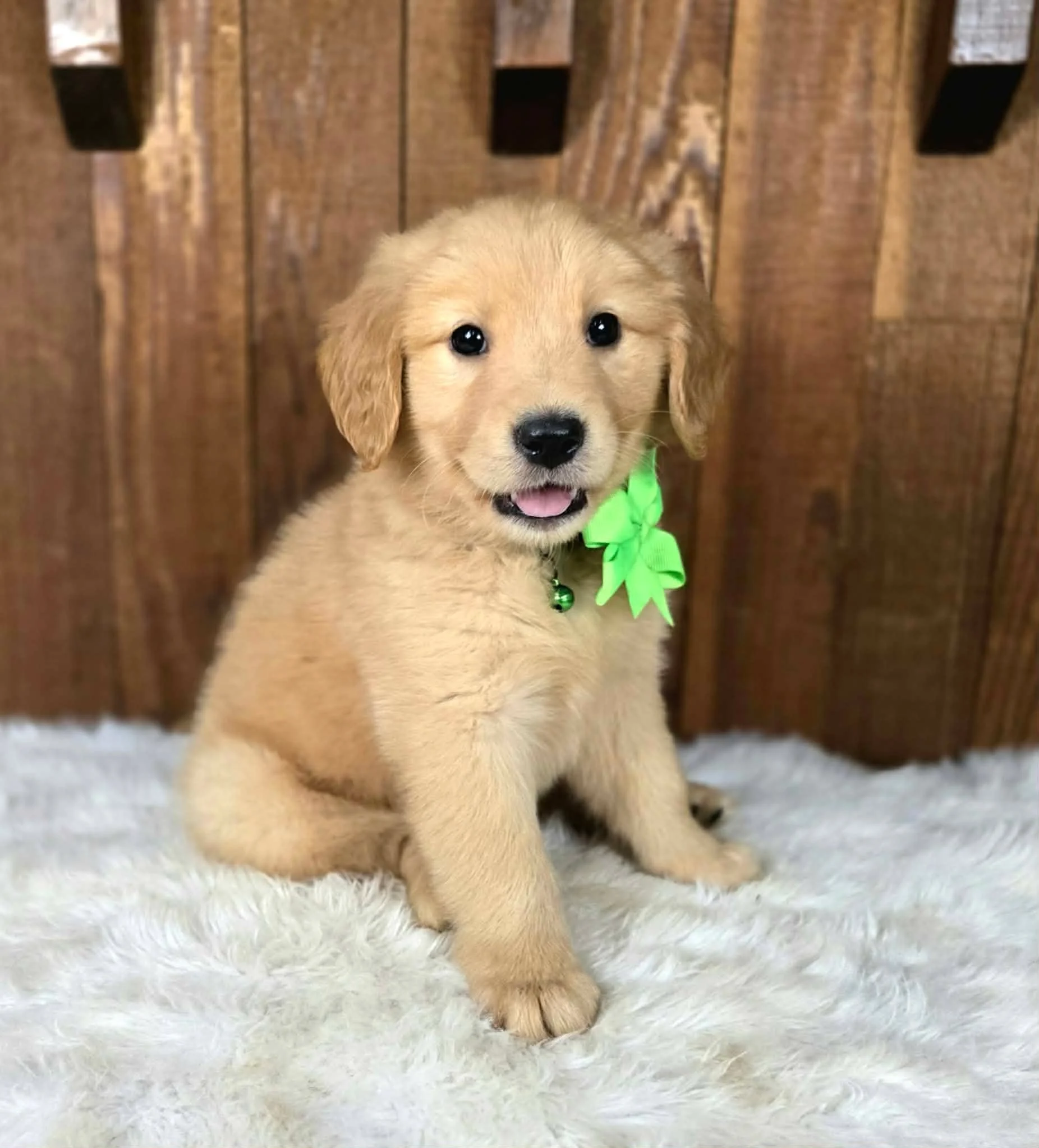 Widget, an AKC Golden Retriever service prospect from Oregon's Legendary Goldendoodles
