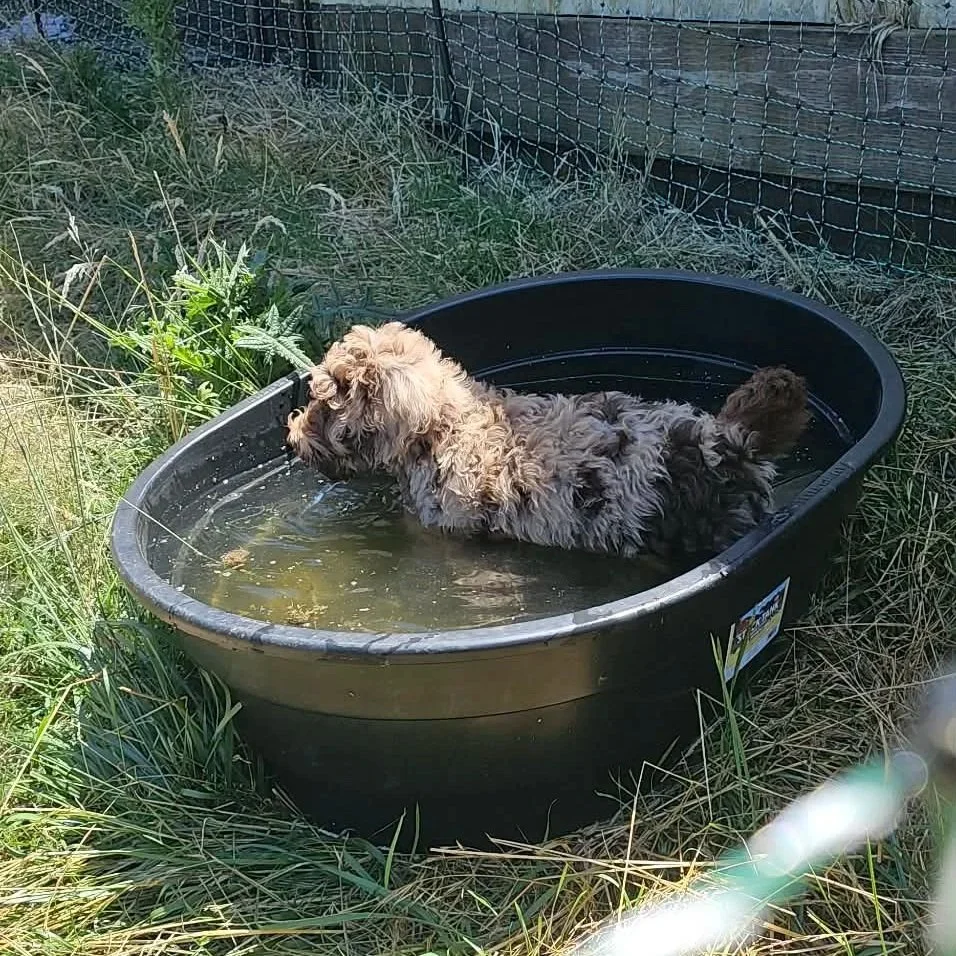 A small, curly-haired goldendoodle puppy dog lying in a black plastic tub filled with water outdoors, surrounded by grass and a wire fence.