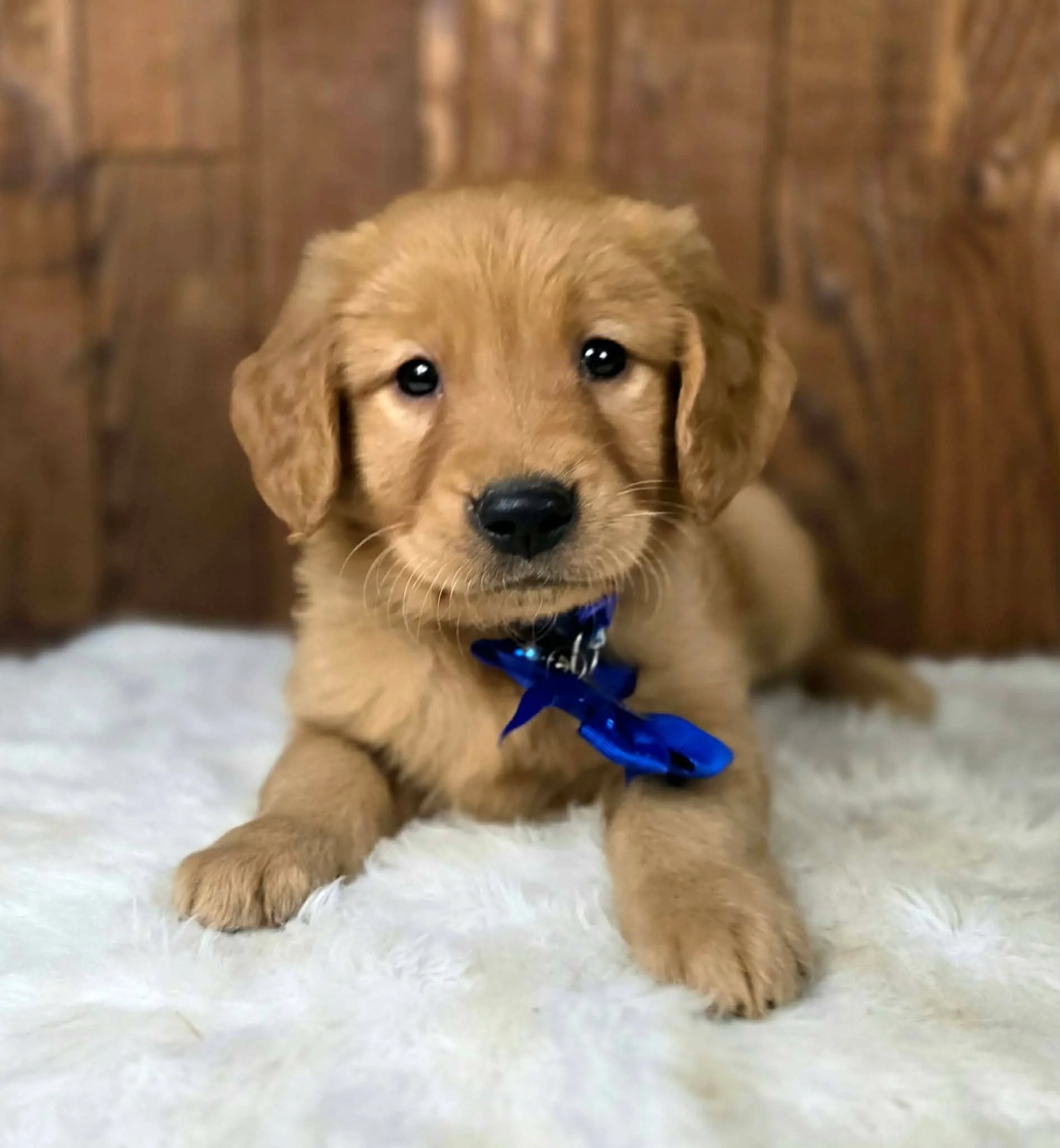 Gizmo, an AKC Golden Retriever service prospect from Oregon's Legendary Goldendoodles