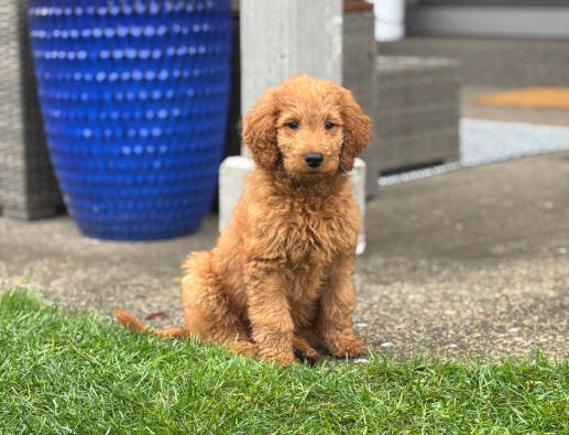Red Goldendoodle puppy sitting outdoors on grass in Oregon