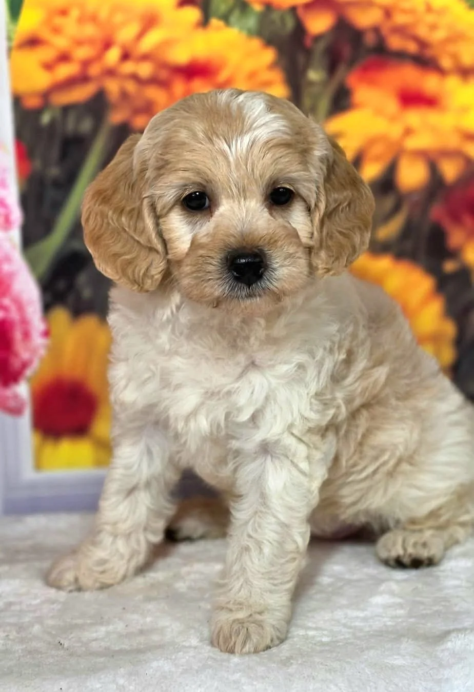 Ladybug, wavy coat female Petite Goldendoodle from Honey and Pippin